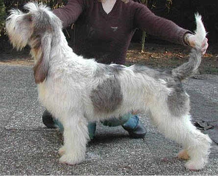Nagy vendée-i griffon basset